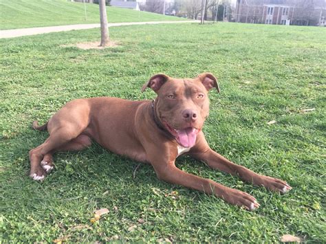 Red Nose American Pitbull Terrier