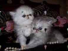 allevamento persiani chinchilla gatti persiani ed esotici chinchilla quot royalcats allevamento persiani chinchilla gatti persiani ed esotici chinchilla quot royalcats