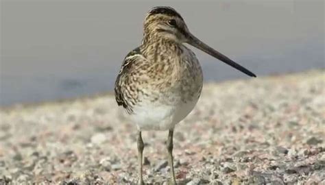 Places To Visit In Aqaba: Top 8 Spots To Explore In The City