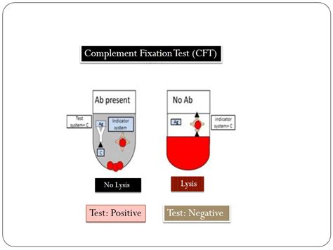 Image result for Lytic Complement Fixation