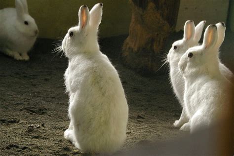 . 札幌市円山動物園で、飼育されている、エゾユキウサギ。 冬毛／ 2013年1月9日撮影