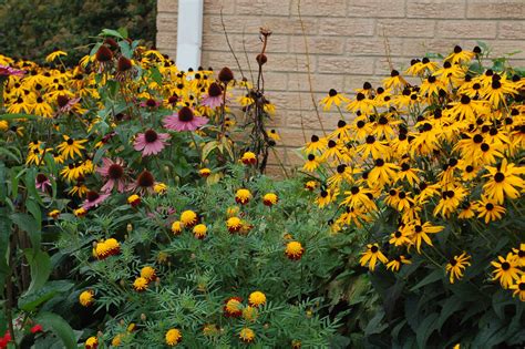 Black-eyed Susan and Purple Coneflower with Marigolds