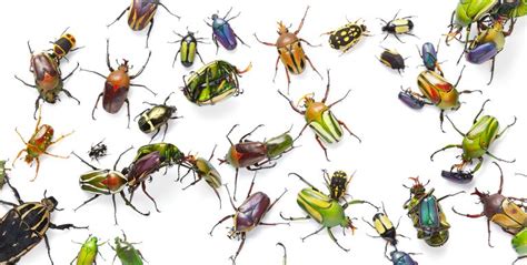 Image result for Bug or Insect