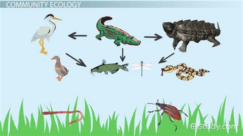 Ecology Examples 的图像结果