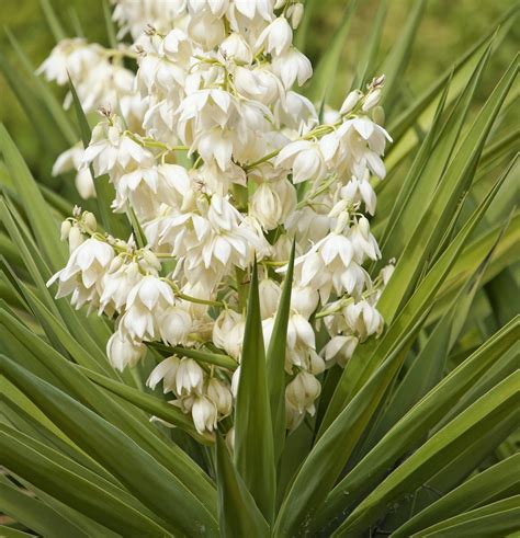 Yucca Plant Care and Growing Tips - Birds and Blooms
