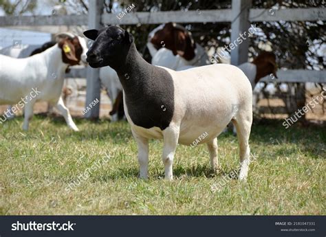 Dorper Sheep