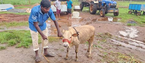 "Discover rare miniature cattle breeds like Micro Mini Cows, Punganur ...