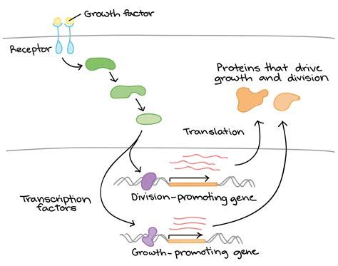 Which of the Following Best Describes Gene Regulation
