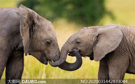 世界上最大的圈养大象群图片-斯里兰卡宾那伟拉大象群世界上最大的圈养大象群素材-高清图片-摄影照片-寻图免费打包下载