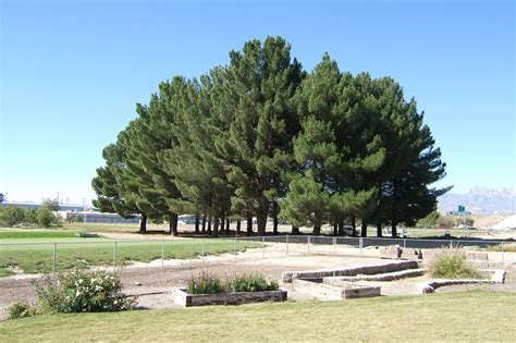 15 Pine Cone Facts For Kids - Facts.net
