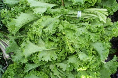 Kinky Mustard aka Recipe: Sauteed mustard greens with walnuts - Thrown ...