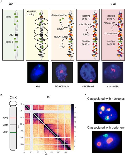 Frontiers | X Inactivation and Escape: Epigenetic and Structural Features
