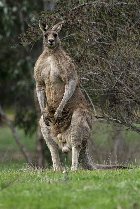 Muscle bound male eastern gray kangaroo. Big boy! | Australia animals ...