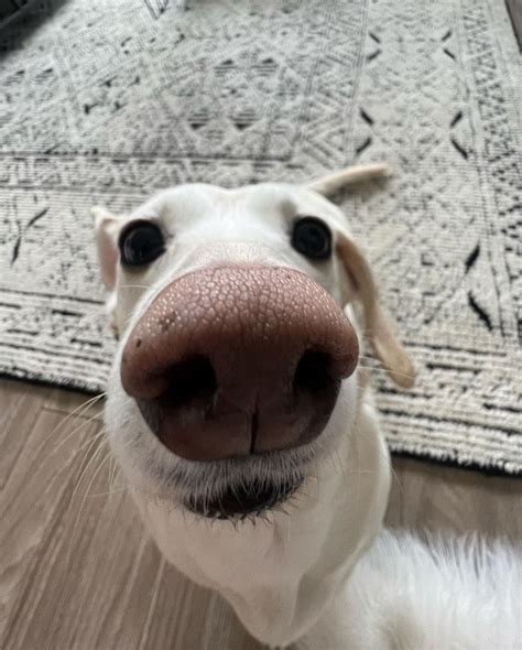 Double tap my nose 🐽