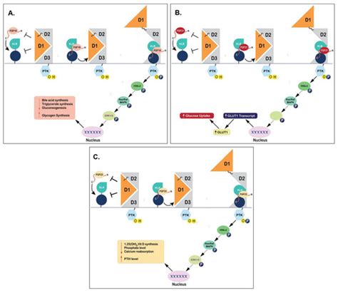 The Saga of Endocrine FGFs
