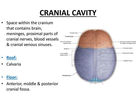 SOLUTION: Middle posterior cranial fossa - Studypool