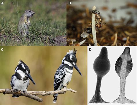 Kin selection and altruism: Current Biology
