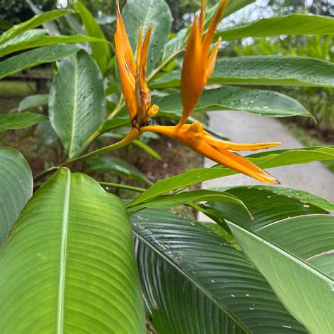 MONKEY LODGE PANAMA (Chilibre) - B&B Reviews, Photos, Rate Comparison ...