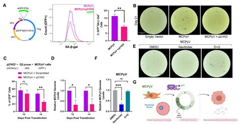 Merkel Cell Polyomavirus Large T Antigen Induces Cellular Senescence ...