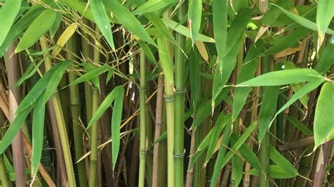 Is bamboo the next Japanese knotweed? - Japanese Knotweed and Invasive ...