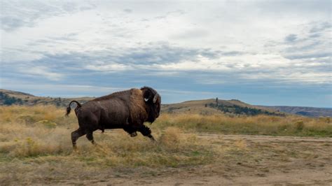 Kalispel Tribe gifts 10 buffalo to Colville Reservation | krem.com