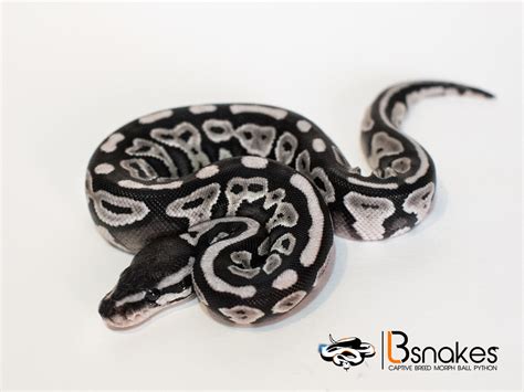 Image result for Axanthic Ball Python Morphs