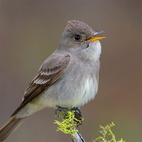 Western Wood Pewee | National Geographic