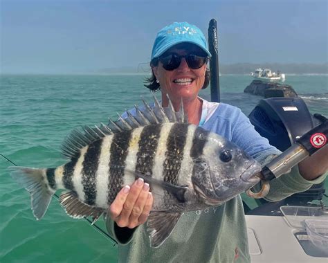 Download Sheepshead Fish Pictures 1346 x 1080 | Wallpapers.com