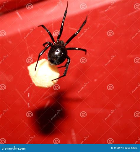 Black Widow w/ Eggs stock image. Image of dawnallynn, insect - 195897