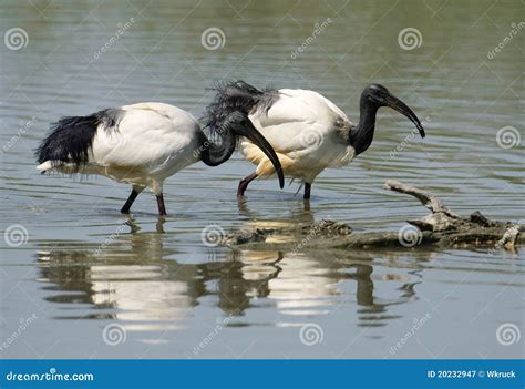 African sacred ibis stock image. Image of lake, ibis - 20232947
