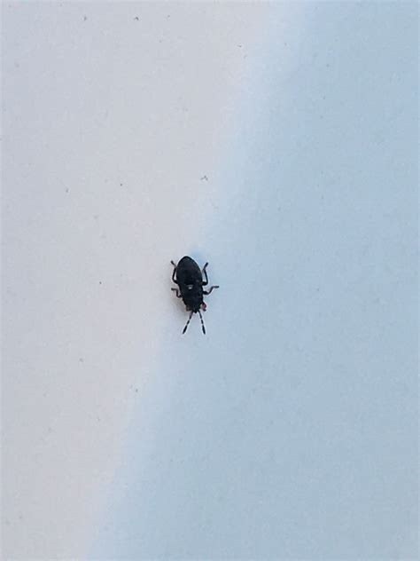 Black Bug With White Stripe In Middle at Cameron Coppin blog