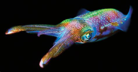 Image result for How Octopus Change Color