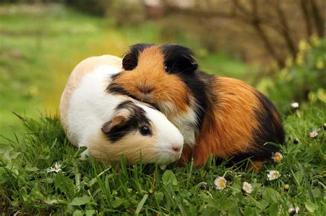 Petal's Guinea Pigs - Guinea Pig Breeder | Edinburgh
