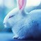 Image result for Very Cute Bunny