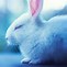 Image result for Bunnies That Look a Really Fluffy