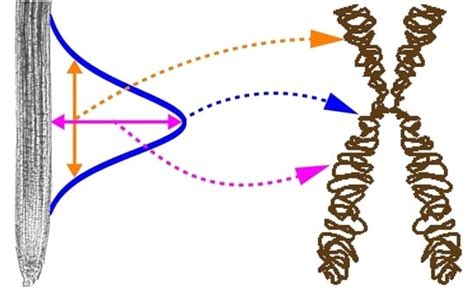 QTL for the Kinematic Traits That Define the Arabidopsis Root ...