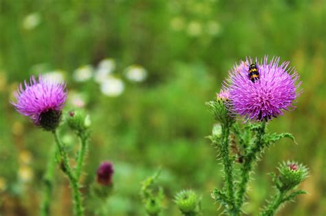¿Para qué sirve el cardo mariano?: beneficios, origen y preparación ...