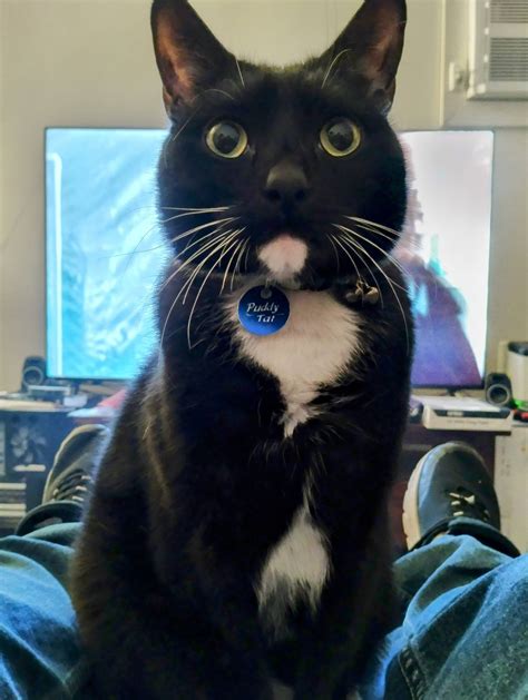 5 years ago I rescued this fine fellow when he was just 8 weeks old ...