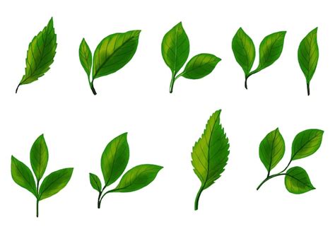 Realistic tropical plants green leaf set design | Free Vector