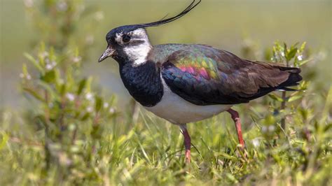 Lapwing: The National Bird of Ireland - A-Z Animals