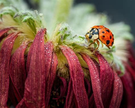Ladybug vs. Asian beetle and how to get rid of them by AgriLife's Mario ...