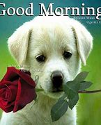 Image result for good morning dogs