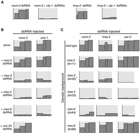 RNA Interference 的图像结果