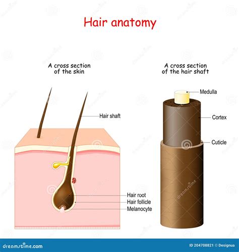 Hair Anatomy. Cross Section of the Skin Stock Vector - Illustration of ...