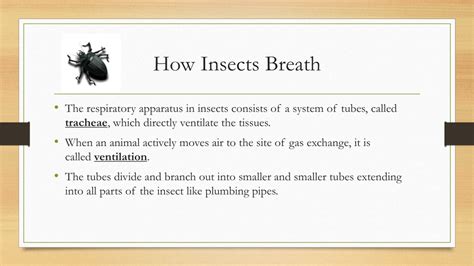 PPT - Respiration in Animals PowerPoint Presentation, free download ...