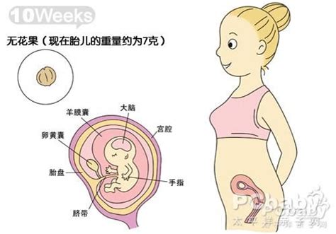 怀孕10周胎儿发育图_怀孕三个月胎儿发育过程图_孕妇常识_怀孕_太平洋亲子网
