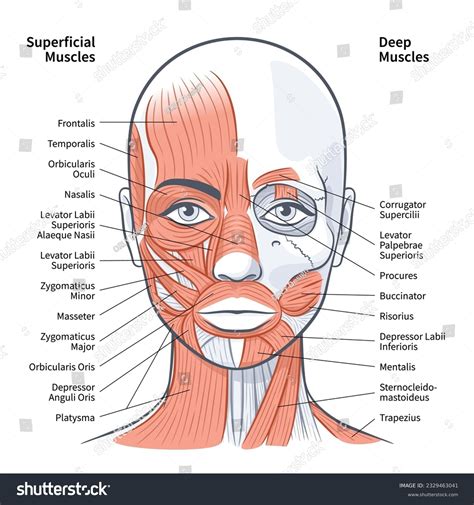 17 Anatomy Deep Superficial Muscles Stock Vectors and Vector Art ...