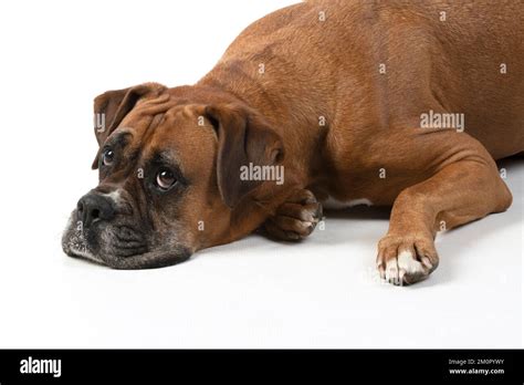 Boxer Face 的图像结果