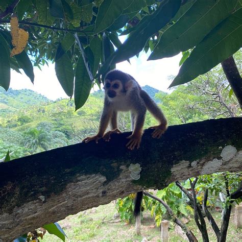 Monkeyland (2026) All You MUST Know Before You Go (w/ Reviews)