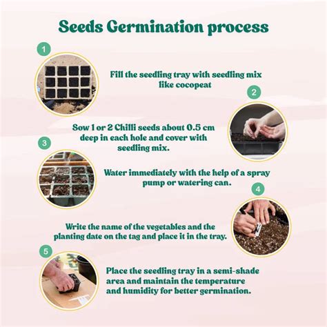 Buy Best Quality Chilli Black (Upright Type) Seeds Online : Organicbazar